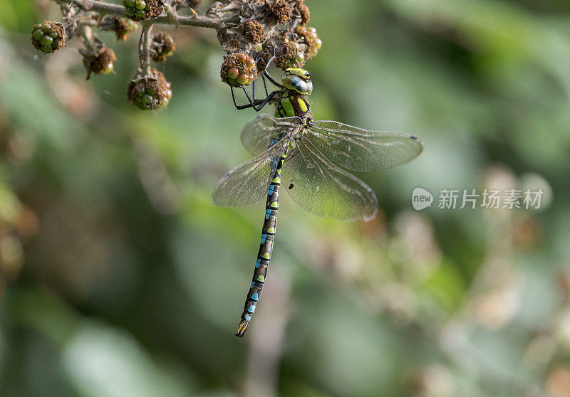 南方小贩蜻蜓(Aeshna cyanea)